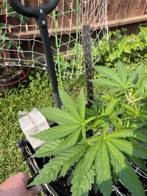 26 The Godfather. Week 9 - June 29 Day 59