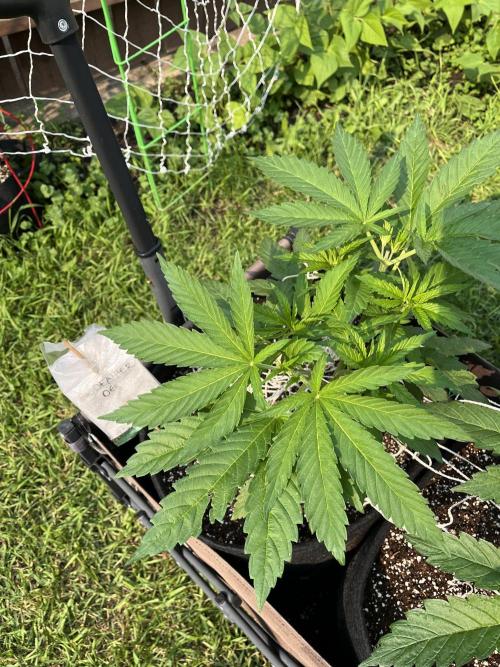 Godfather OG. Week 9