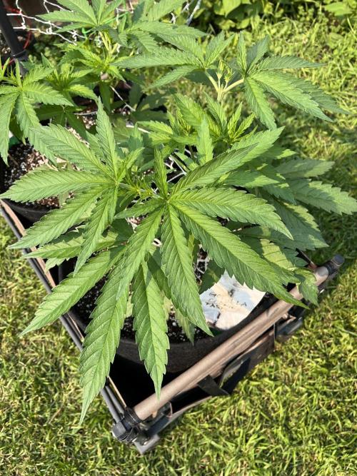 26 Gorilla Cookies Fast. Week 9 - June 29 Day 59
