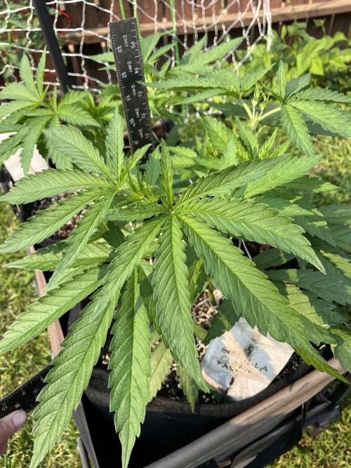 26 Gorilla Cookies Fast. Week 9 - June 29 Day 59