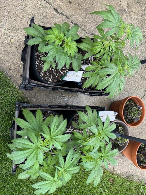 Godfather OG. Week 9