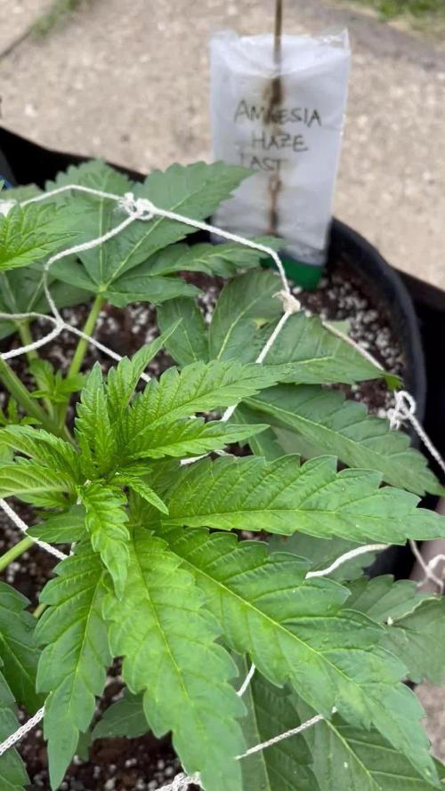 26 Amnesia Haze Fast