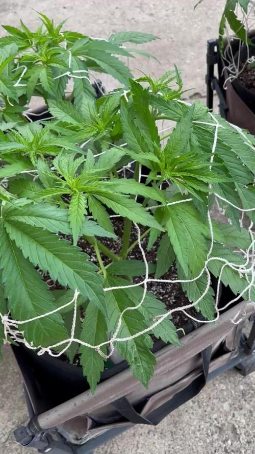 26 Gorilla Cookies Fast