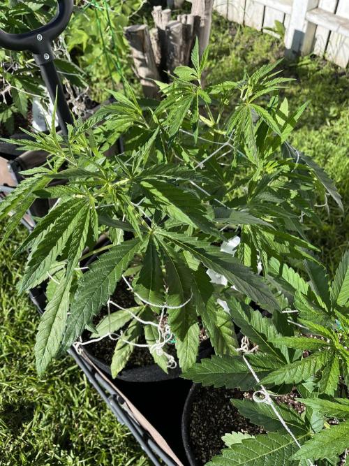 26 Purple Ghost Candy. Week 9 - July 2 Day 62