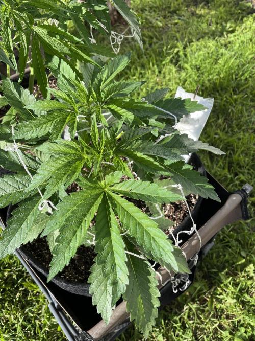26 Amnesia Haze Fast. Week 9 - July 2 Day 62