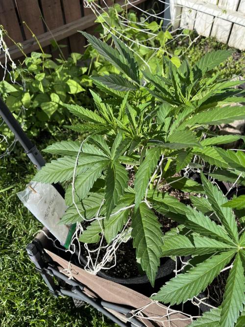 26 The Godfather. Week 9 - July 2 Day 62