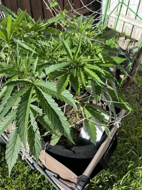 26 Gorilla Cookies Fast. Week 9 - July 2 Day 62