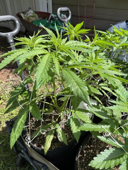 26 Purple Ghost Candy. Week 9 - July 3 Day 63
