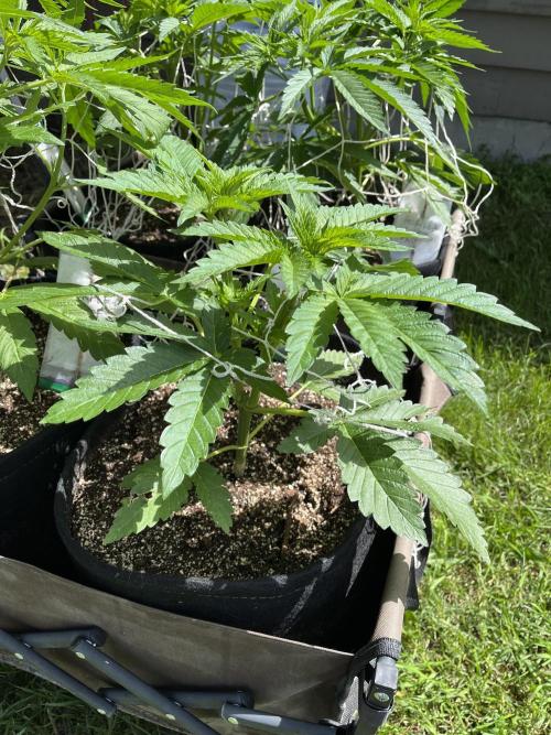 26 Amnesia Haze Fast. Week 9 - July 3 Day 73