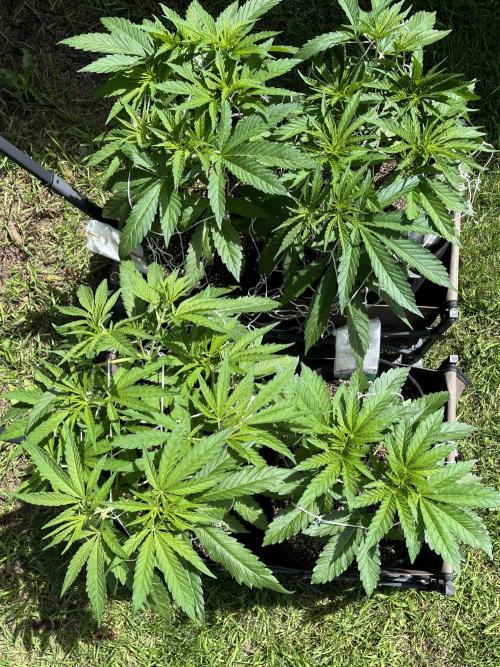 26 The Godfather. Week 9 - July 3 Day 63