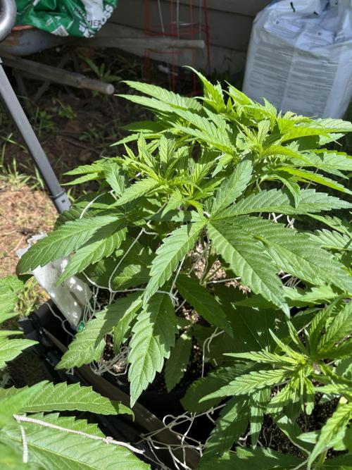 26 The Godfather. Week 9 - July 3 Day 63