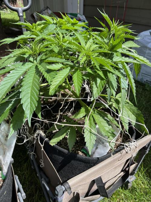 26 Gorilla Cookies Fast. Week 9 - July 3 Day 63