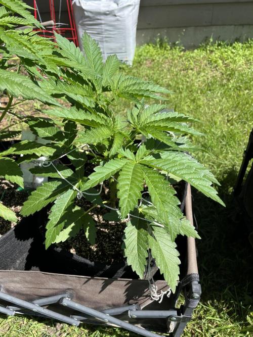 26 Amnesia Haze Fast. Week 10 - July 4 Day 64