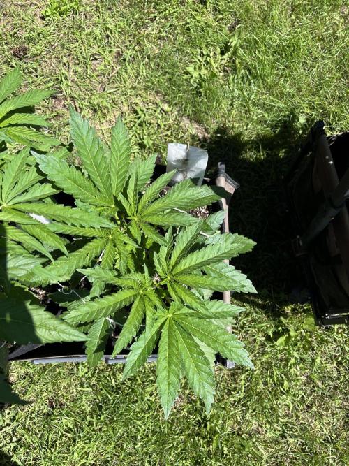 26 Amnesia Haze Fast. Week 10 - July 4 Day 64