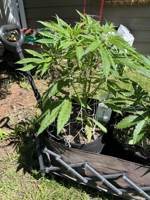 26 Purple Ghost Candy. Week 10 - July 4 Day 64