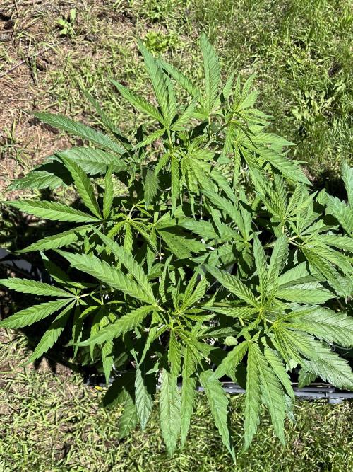 Purple Ghost Candy. Week 10