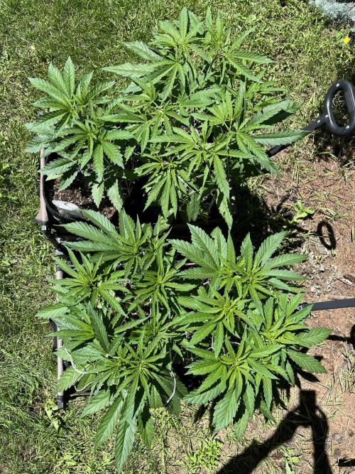 26 The Godfather. Week 10 - July 4 Day 64