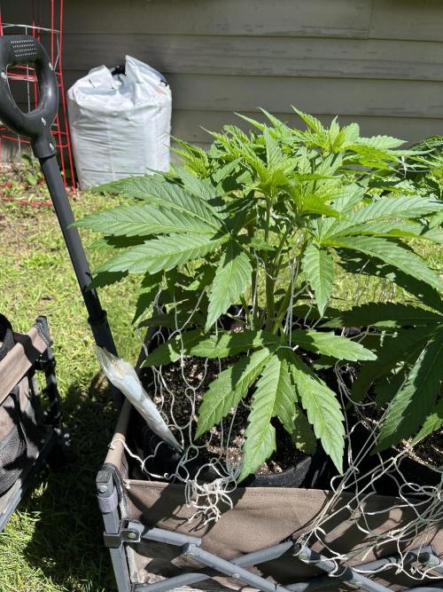 26 The Godfather. Week 10 - July 4 Day 64