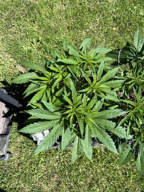 26 The Godfather. Week 10 - July 4 Day 64