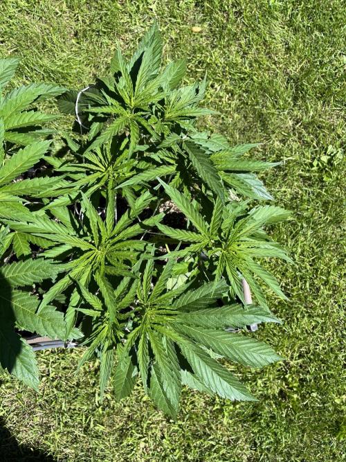 26 Gorilla Cookies Fast. Week 10 - July 4 Day 64