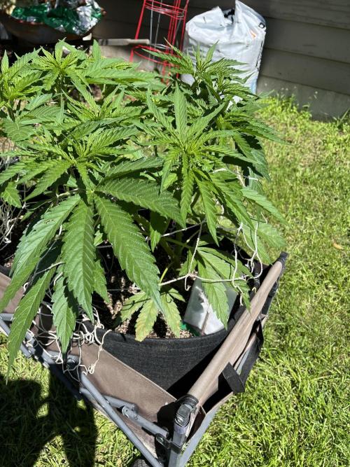 Gorilla Cookies FF. Week 10