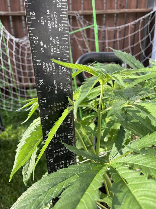 Purple Ghost Candy. Week 10