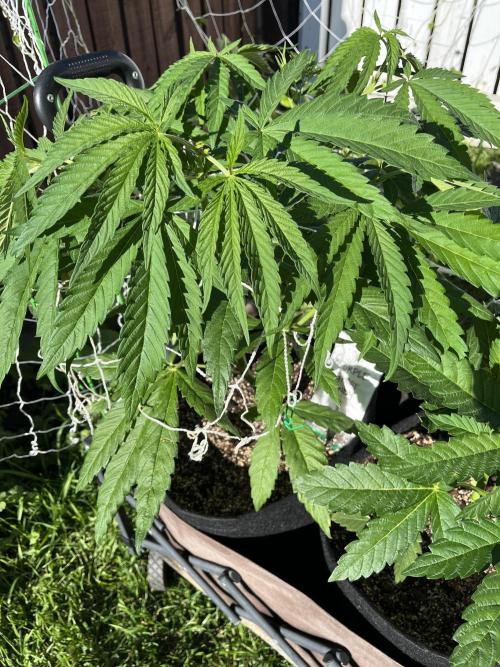 26 Purple Ghost Candy. Week 10 - July 6 Day 66