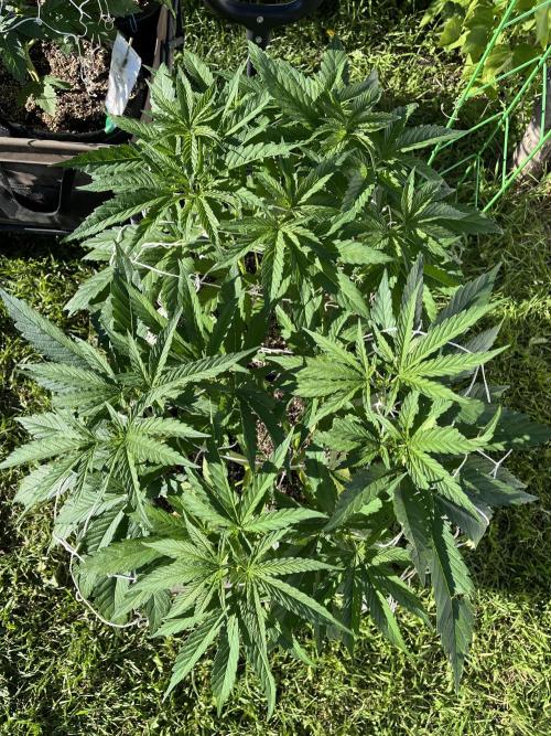 26 Gorilla Cookies Fast. Week 10 - July 6 Day 66