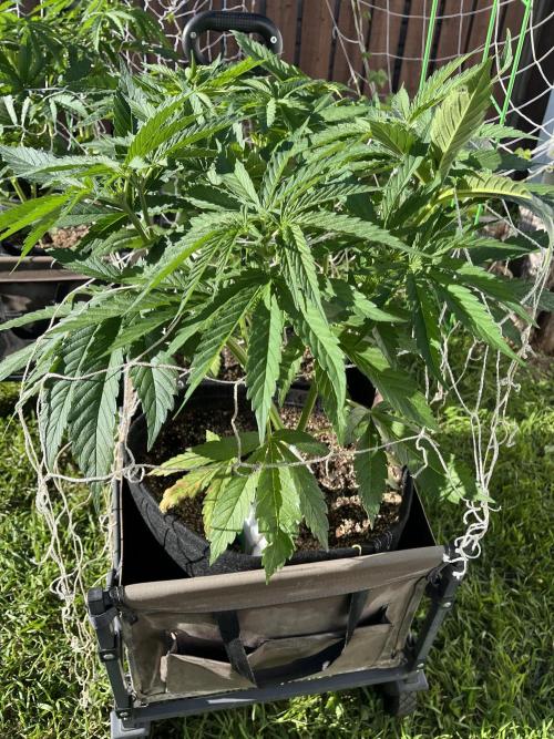 Gorilla Cookies FF. Week 10