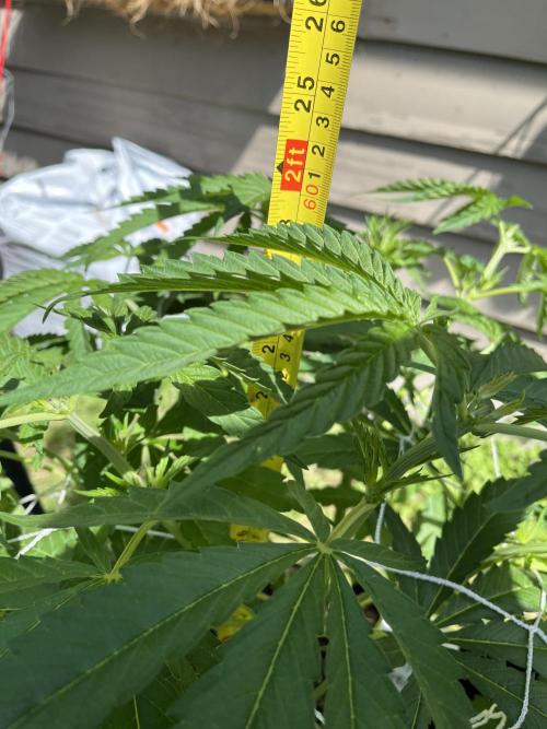 26 Purple Ghost Candy. Week 10 - July 7 Day 67
