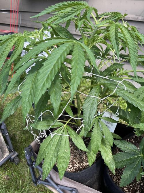 26 Purple Ghost Candy. Week 10 - July 7 Day 67