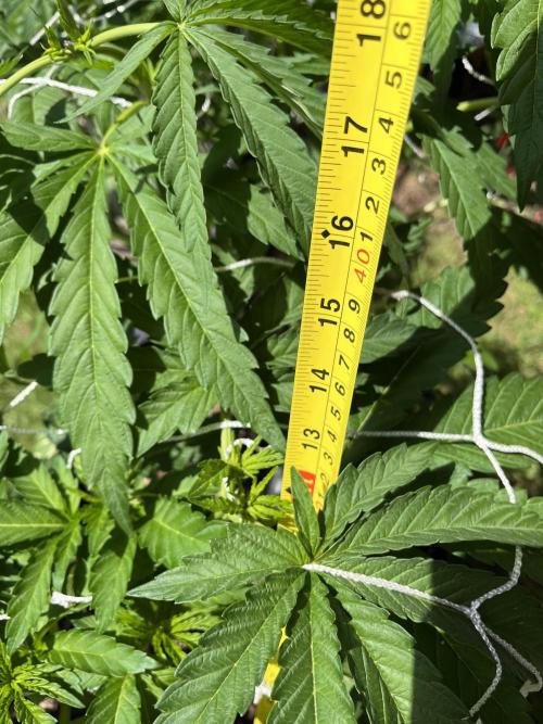 26 Amnesia Haze Fast. Week 10 - July 7 Day 67
