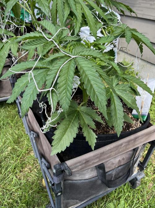 26 Amnesia Haze Fast. Week 10 - July 7 Day 67