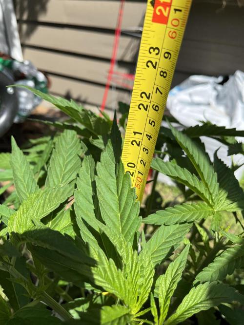 26 The Godfather. Week 10 - July 7 Day 67