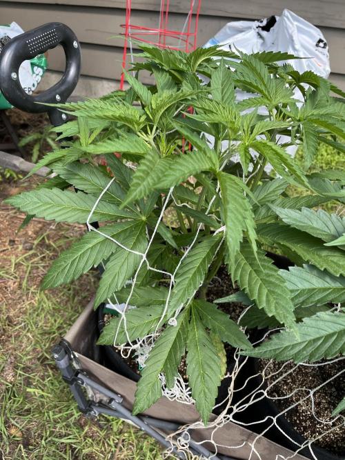Godfather OG. Week 10