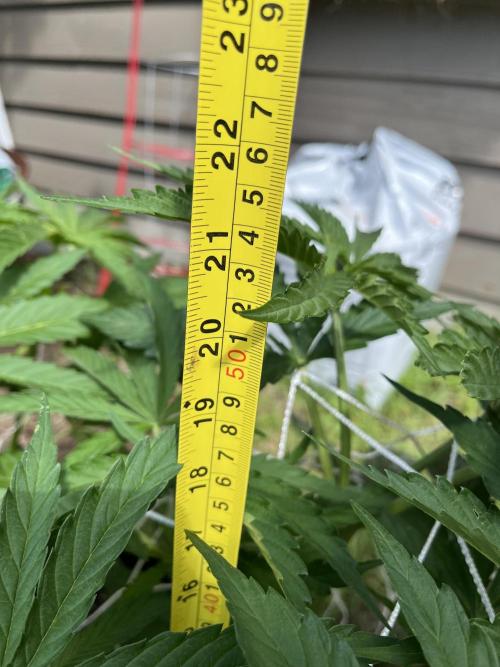26 Gorilla Cookies Fast. Week 10 - July 7 Day 67