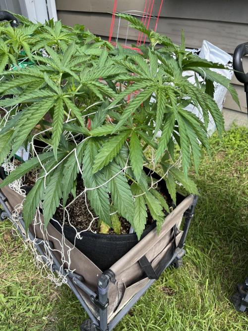 Gorilla Cookies FF. Week 10