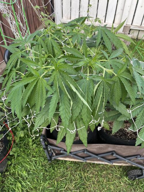 26 Purple Ghost Candy. Week 10 - July 8 Day 68