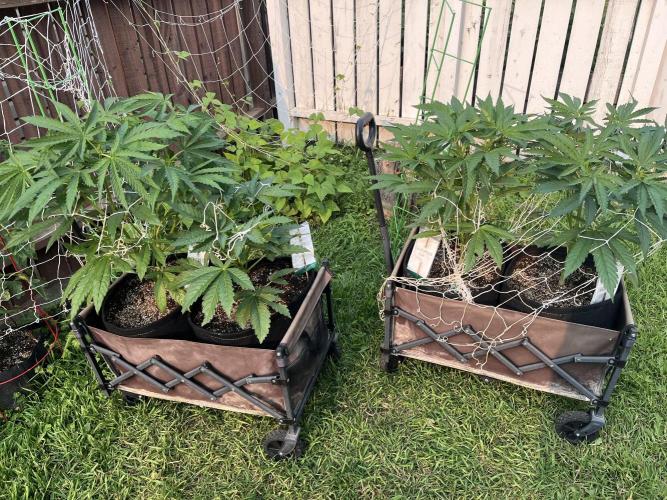 26 Purple Ghost Candy. Week 10 - July 8 Day 68