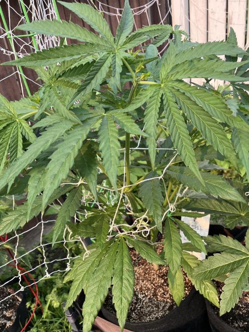 26 Purple Ghost Candy. Week 10 - July 8 Day 68
