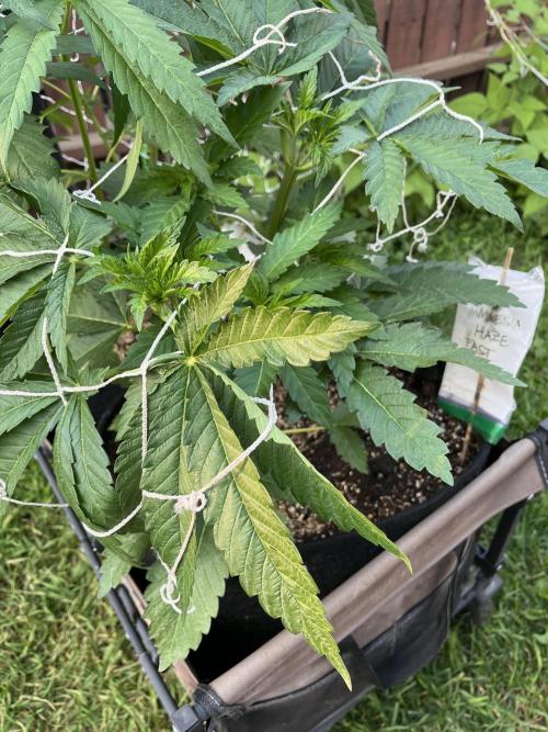 26 Amnesia Haze Fast. Week 10 - July 8 Day 68