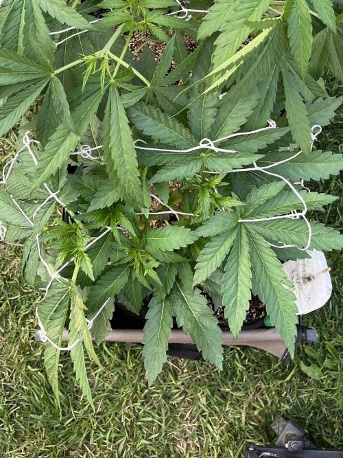 26 Amnesia Haze Fast. Week 10 - July 8 Day 68