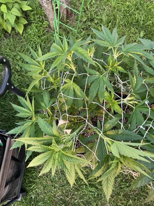 26 The Godfather. Week 10 - July 8 Day 68