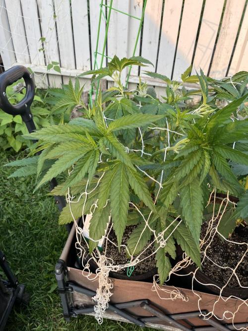 26 The Godfather. Week 10 - July 8 Day 68