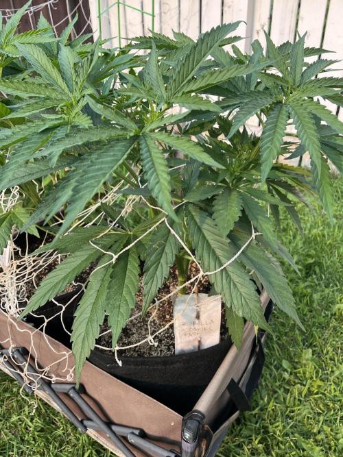 26 Gorilla Cookies Fast. Week 10 - July 8 Day 68