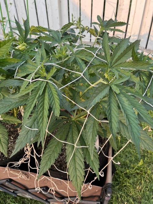 26 Gorilla Cookies Fast. Week 10 - July 8 Day 68