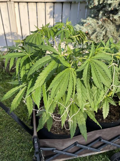 Purple Ghost Candy. Week 10