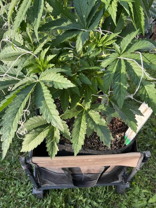 26 Amnesia Haze Fast. Week 10 - July 9 Day 69