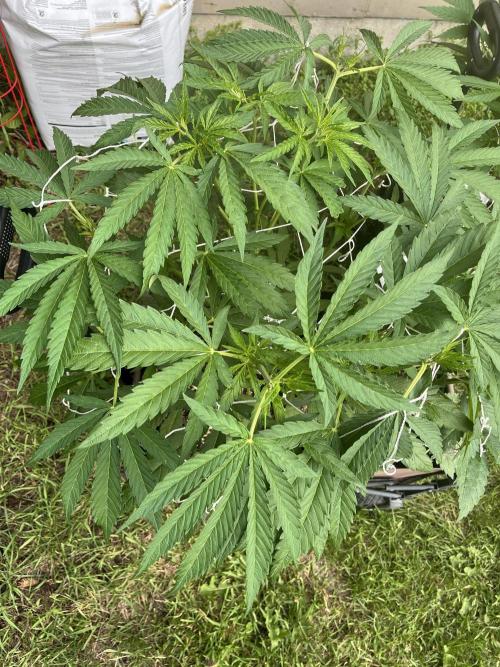 26 Purple Ghost Candy. Week 10