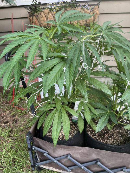 Purple Ghost Candy. Week 10